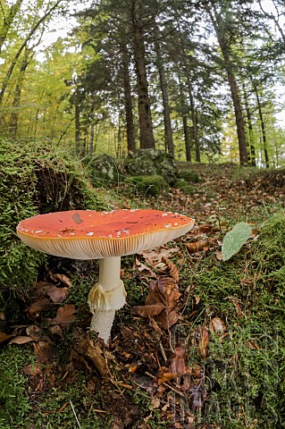 Fly_agaric_Amanita_muscaria_growing_in_in_the_autumn_forest_Liguria_Italy