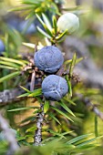 Juniper (Juniperus communis), berries ripening