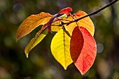 Bird cherry (Prunus padus) leaves in autumn colour