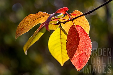 Bird_cherry_Prunus_padus_leaves_in_autumn_colour