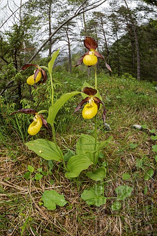 A_group_of_ladys_slipper_orchid_Cypripedium_calceolus_growing_in_open_woodland_environment_Veneto_It