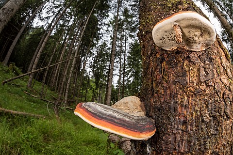 Redbelted_conk_Fomitopsis_pinicola_growing_on_old_rotten_trunk_Veneto_Italy