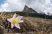 Spring pasqueflower or lady of the snows (Pulsatilla vernalis) growing in high altitude environment, Veneto, Italy