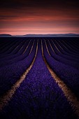 Lavender field on the Plateau de Valensole, Alpes-de-Haute-Provence, France