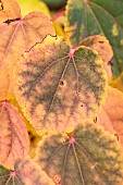 Katsura (Cercidiphyllum japonicum) leaves in autumn colors