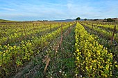 Charlock mustard (Sinapis arvensis) grown between rows of vines Magalas, Hérault, France