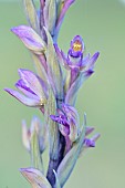 Violet limodore (Limodorum abortivum), inflorescence, Hérault, France