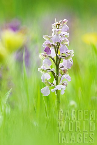 GreenWinged_Orchid_Anacamptis_morio_in_a_meadow_in_spring_Auvergne_France