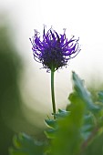 Round-headed Rampion (Phyteuma orbiculare) in the evening against the light on a dry meadow, Auvergne, France