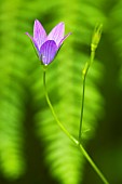 Harebell (Campanula rotundifolia) flower in spring, Auvergne, France