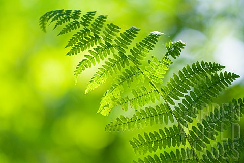 Light_and_shade_on_an_Brakern_Fern_Pteridium_aquilinum_in_a_forest_Auvergne_France