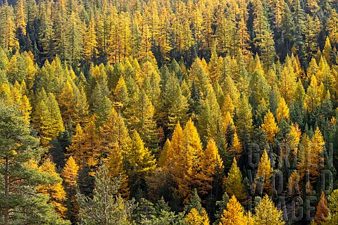 Larch_Larix_decidua_and_Pine_Pinus_sp_forest_in_autumn_Montgenvre_HautesAlpes_France