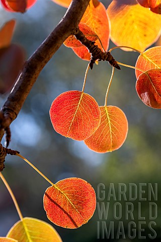 Pear_tree_Pyrus_communis_leaves_in_autumn_colors