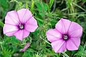 Mallow-leaved bindweed (Convolvulus althaeoides), flowers