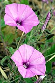 Mallow-leaved bindweed (Convolvulus althaeoides), flowers