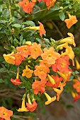 Marmalade bush (Streptosolen jamesonii), flowers
