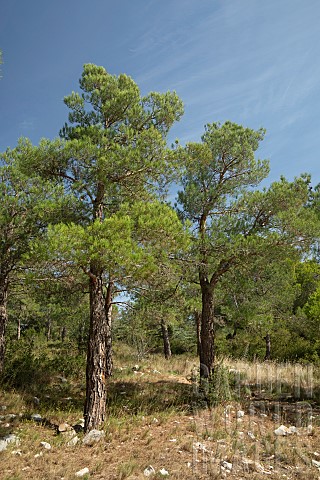 Mondell_Pine_Pinus_brutia_var_eldarica_tree