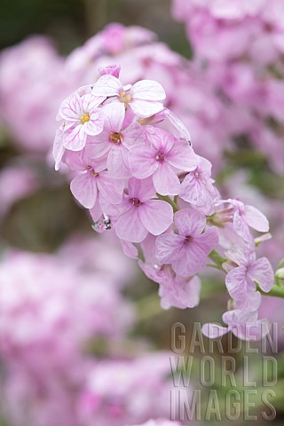Persian_stonecress_Aethionema_grandiflorum_flowers