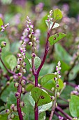Malabar spinach (Basella alba), flowers