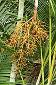 Golden cane palm (Dypsis lutescens), fruits