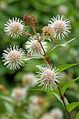 Chinese Buttonbush (Adina rubella), flowers