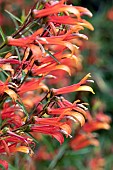 Mexican Lobelia (Lobelia laxiflora), fleurs