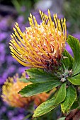 Mossel Bay Pincushion (Leucospermum praecox), flower