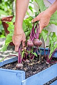 Harvesting beet grown in a jardiniere (a recycled crate).
