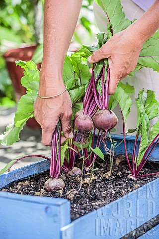 Harvesting_beet_grown_in_a_jardiniere_a_recycled_crate