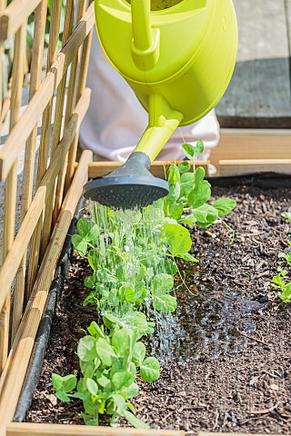 Watering_a_young_pea_seedling_in_spring