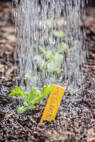 Watering_a_young_mesclun_seedling_in_spring