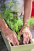 Step-by-step planting of fennel in a window box.