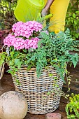 Step-by-step planting of a planter in a wicker basket. Final watering.