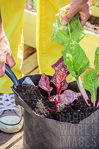 Planting_chard_in_a_Grow_Bag_Add_potting_soil