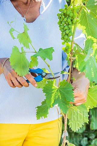 Woman_pruning_a_young_vine_in_summer