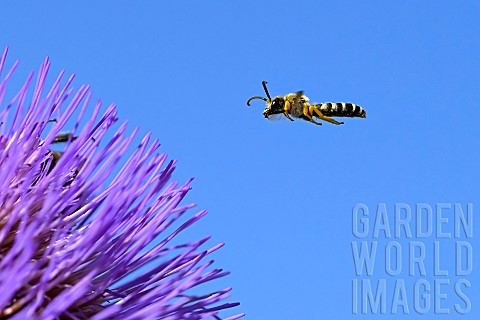 Great_banded_furrowbee_Halictus_scabiosae_male_wild_bee_in_flight_jardin_des_plantes_in_front_of_the