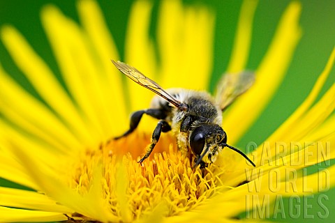 Wild_bee_on_Inula_Inula_sp_jardin_des_plantes_in_front_of_the_Museum_national_dhistoire_naturelle_Pa