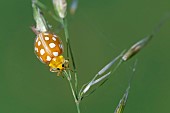Orange ladybug (Halyzia sedecimguttata) on stem, Jean-Marie Pelt Botanical Garden, nancy, Lorraine, France