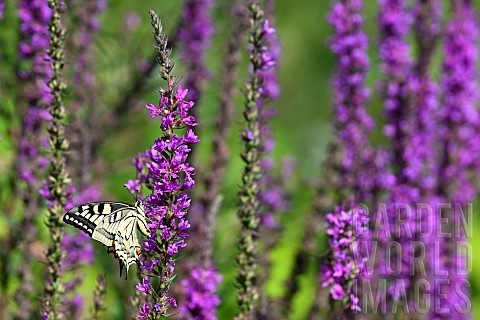 Old_World_Swallowtail_Papilio_machaon_on_Purple_loosestrife_Lythrum_salicaria_Jardin_des_plantes_in_