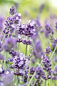 lavender (Lavandula angustifolia) Contrast
