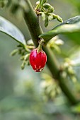 Fruit of Fragrant sweet box (Sarcococca ruscifolia)