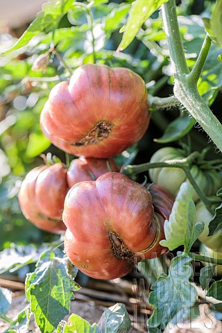 Portrait_of_the_Purple_Calabash_tomato_a_droughtresistant_variety