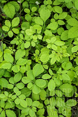 Foliage_of_Causonis_japonica_Cayratia_japonica_grown_in_Tarn_et_Garonne_France_Invasive_plant_in_som