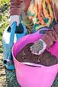 Woman planting a bare-root pear tree in winter. Preparing a praline, a mixture of clay and compost.