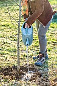 Woman planting a bare-root pear tree in winter. Watering.