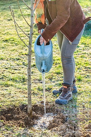 Woman_planting_a_bareroot_pear_tree_in_winter_Watering