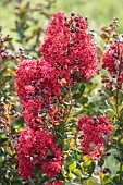 Portrait of lagerstroemia Dynamite, red variety.