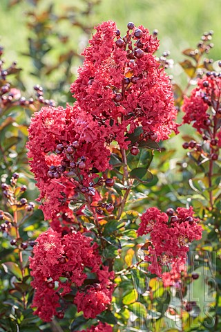 Portrait_of_lagerstroemia_Dynamite_red_variety