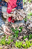 Woman removing dead leaves choking bulbous plants, in spring.