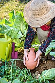 Setting up an oyas, or buried growing jar, in the vegetable garden.